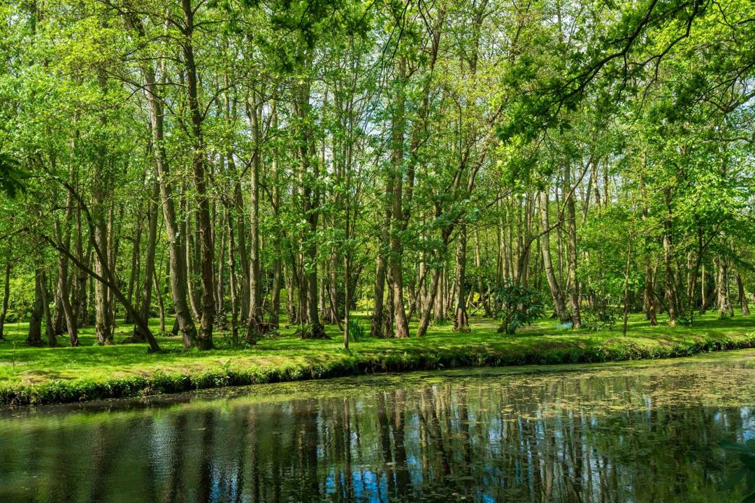 beautiful view of forest